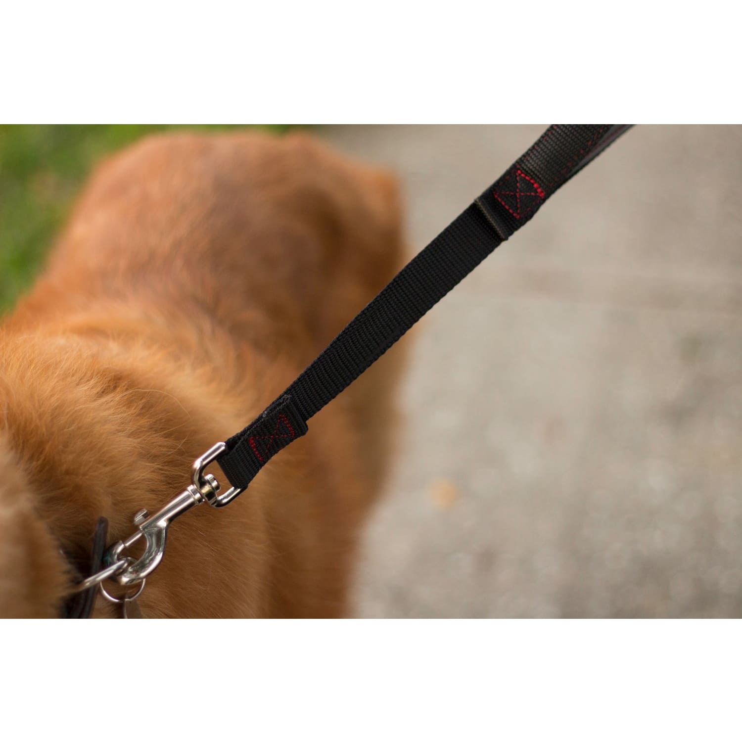 Coastal Correa Nylon Corto 60 Cm - Perros Grandes