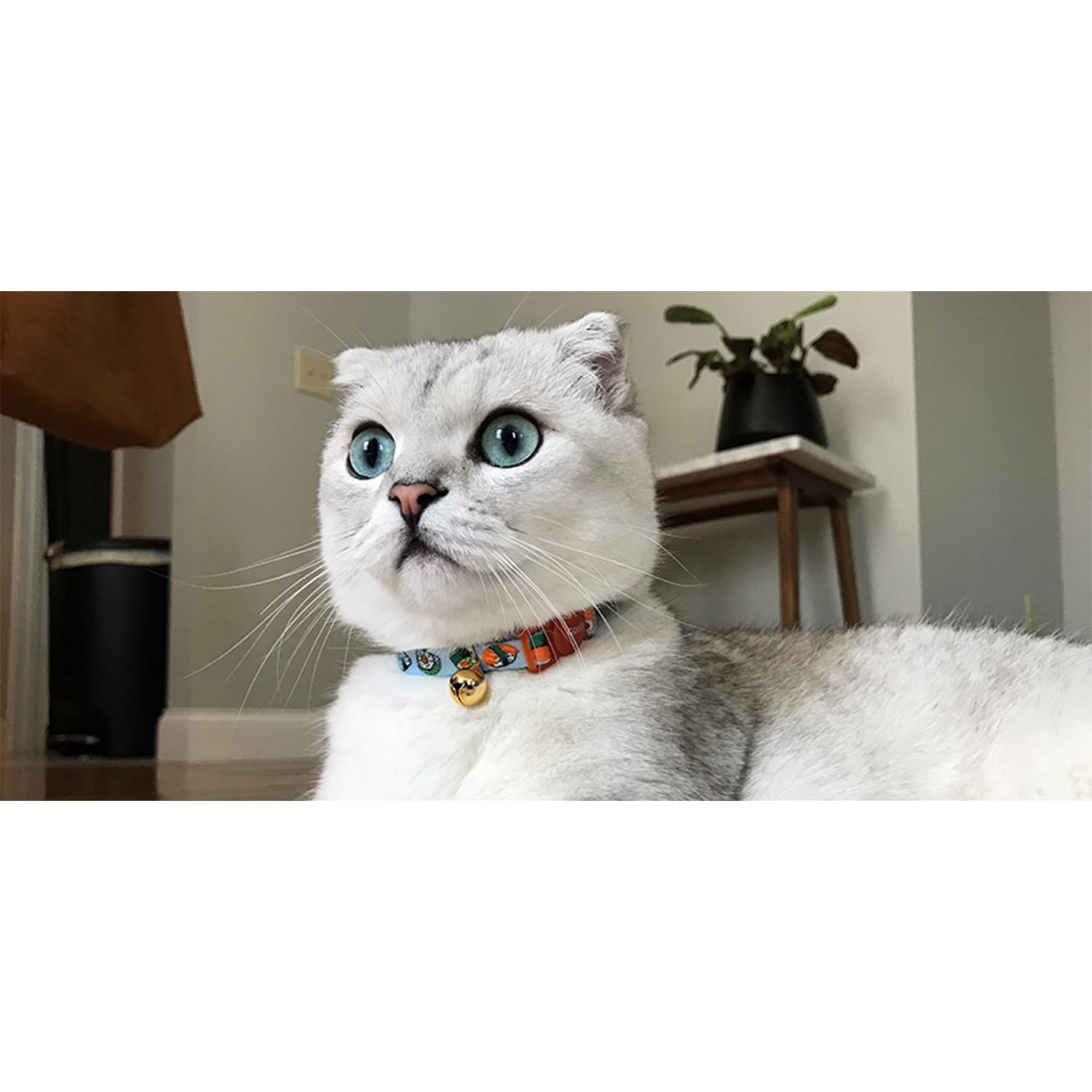Coastal Collar Nylon Gato Fashion Weave Safe 3/8''